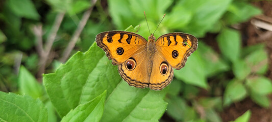 Butterfly on green leaf