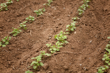 Mung bean seedlings planted on the land