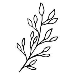 floral hand drawn element