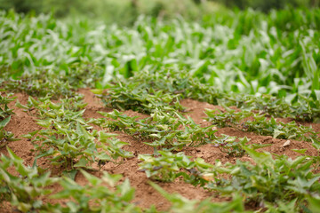 Sweet potatoes planted in the farmland
