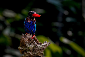 Kingfisher