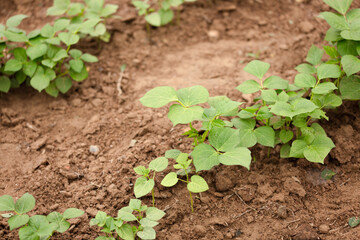 Growing bean sprouts crops in the farmland