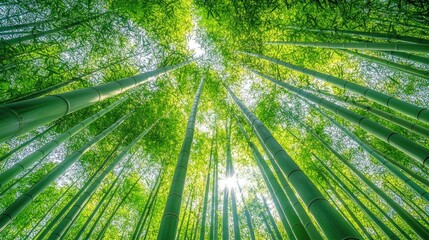 Low-angle perspective of a bamboo forest, the towering green stalks extending toward a bright sky, filling the frame with natural beauty