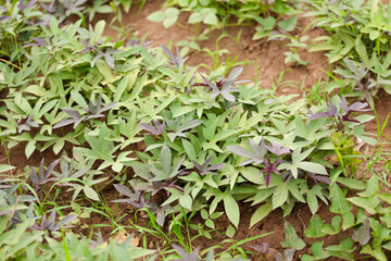 Growing lush sweet potato vines