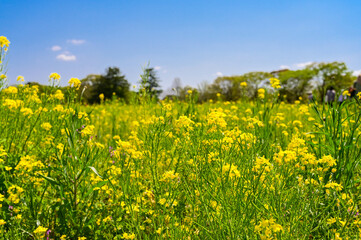 Fototapeta premium Close-up of rapeseed flowers in bloom season