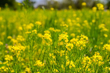Close-up of rapeseed flowers in bloom season