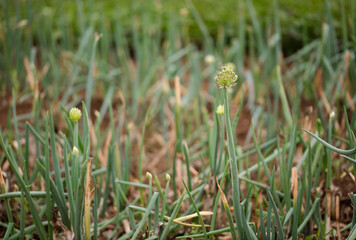 Green onions produce green onion seeds