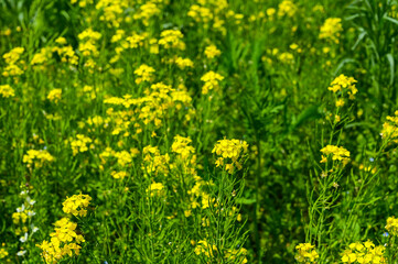 Close-up of rapeseed flowers in bloom season
