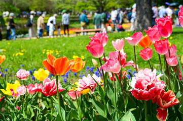 Tulip flowers in Showa Kinen Park at Tokyo, Japan.