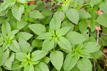 Wild amaranth growing in the wild