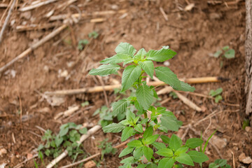 Obraz premium Wild amaranth growing in the wild