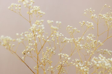 Dried gypsophila flowers close up on beige  background selective focus . Flowers...