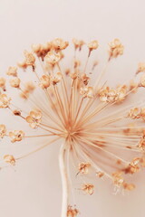 Dry flower allium close up on beige background . Floral card. Botanical poster