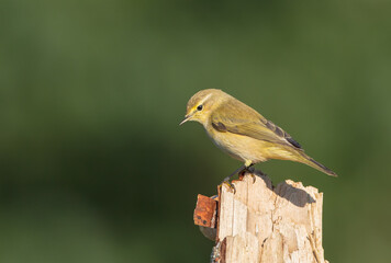 Common chiffchaff -  in autumn at a wet forest 