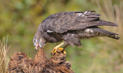 Common Buzzard in autumn at a wet forest