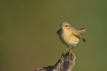 Common chiffchaff -  in autumn at a wet forest 