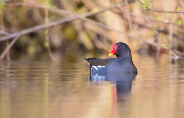 The common moorhen - adult bird in spring