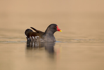 The common moorhen - adult bird in spring