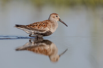 Dunlin - adult bird at a wetland on the spring migration 