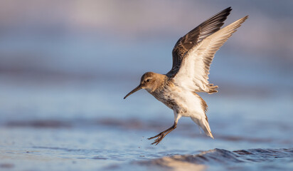 Dunlin - at a seashore on the autumn migration way