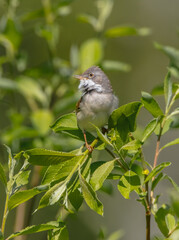 Common whitethroat - at a wet forest in spring