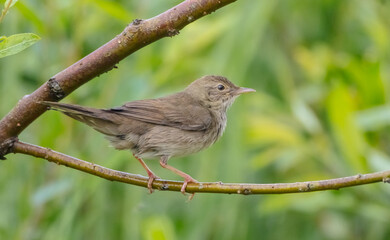 River Warbler - near the nesting place in summer