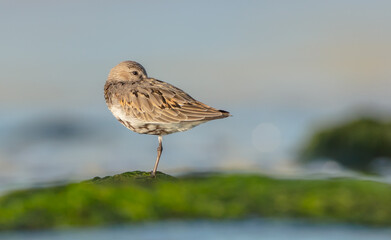 Dunlin - at a seashore on the autumn migration way