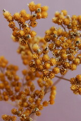 Dry orange flowers on dark beige  background .  Floral card.Minimal botanical poster