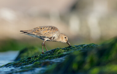 Dunlin - at a seashore on the autumn migration way