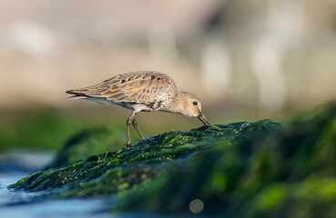 Dunlin - at a seashore on the autumn migration way