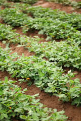 Peanuts growing in a peanut field