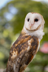 Captivating Barn Owl Close-Up