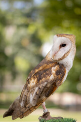 Majestic Barn Owl Reveal