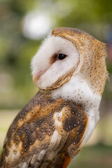 Stunning Barn Owl Closeup
