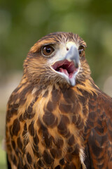 Hawk Squawking in Close-Up