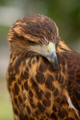 Fototapeta premium Piercing Gaze of a Predator