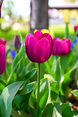 Naklejka premium Tulip flowers in Showa Kinen Park at Tokyo, Japan.