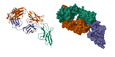 PD-1 (violet) in complex with nivolumab Fab (brown and green). 3D cartoon and molecular surface model, entity id color scheme, PDB 5ggr