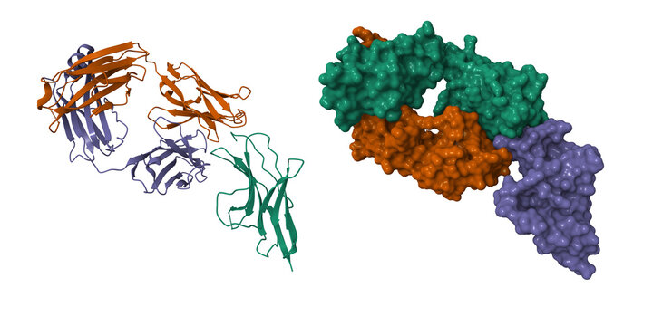 PD-1 (violet) in complex with nivolumab Fab (brown and green). 3D cartoon and molecular surface model, entity id color scheme, PDB 5ggr