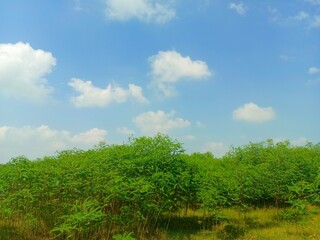 Fototapeta premium grass and blue sky