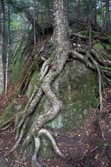 Tree roots on a moss-covered outcrop in a forest in the Laurentians