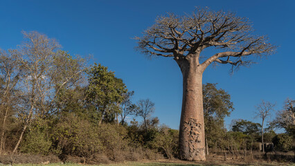 A tall old baobab grows in the forest. A huge exotic tree with a thick trunk and a bizarre compact...