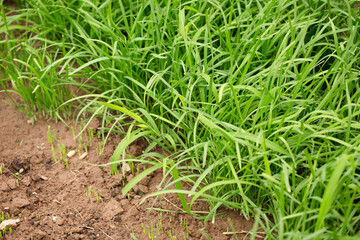 Planting leeks in the farmland