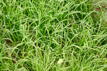 Planting leeks in the farmland