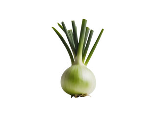 onion isolated on white background