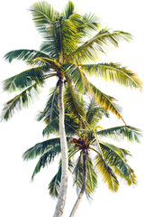 Twin coconut palm tree, isolated against a transparent background