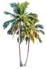 Obraz premium Twin coconut palm tree, isolated against a transparent background