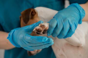 A veterinarian applies wax to the paws of a Jack Russell Terrier dog.