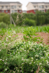 Wild goose down vine plant