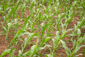Corn seedlings blown crooked by the wind